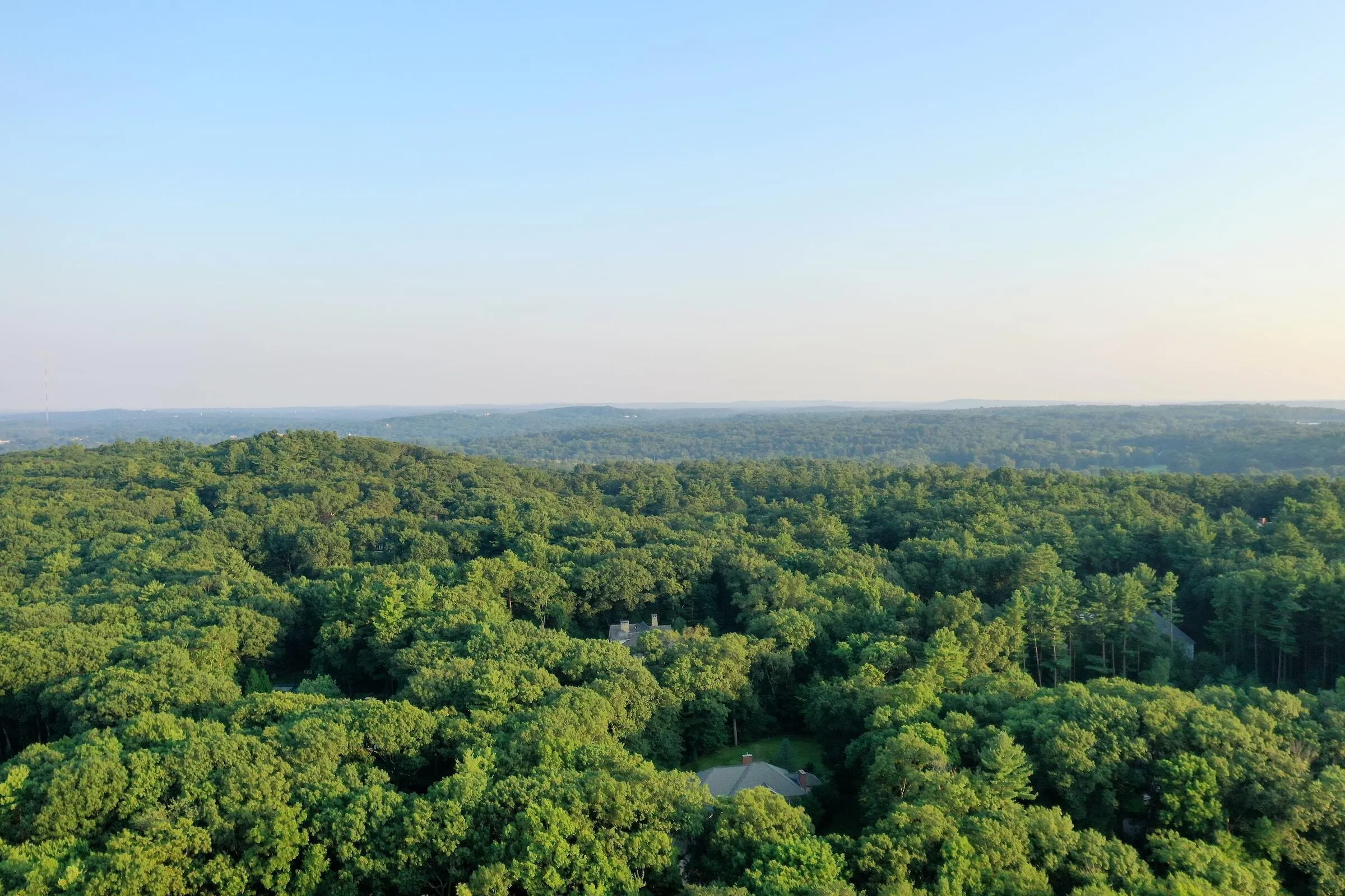 A forest